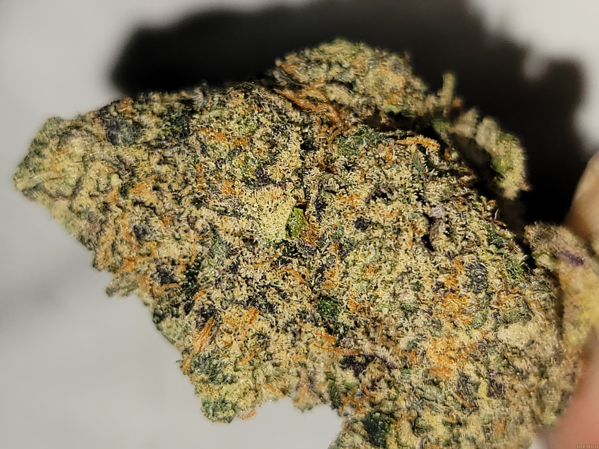 Buy Jealousy Strain Online from a Trusted Cannabis Store with Safe Home Delivery