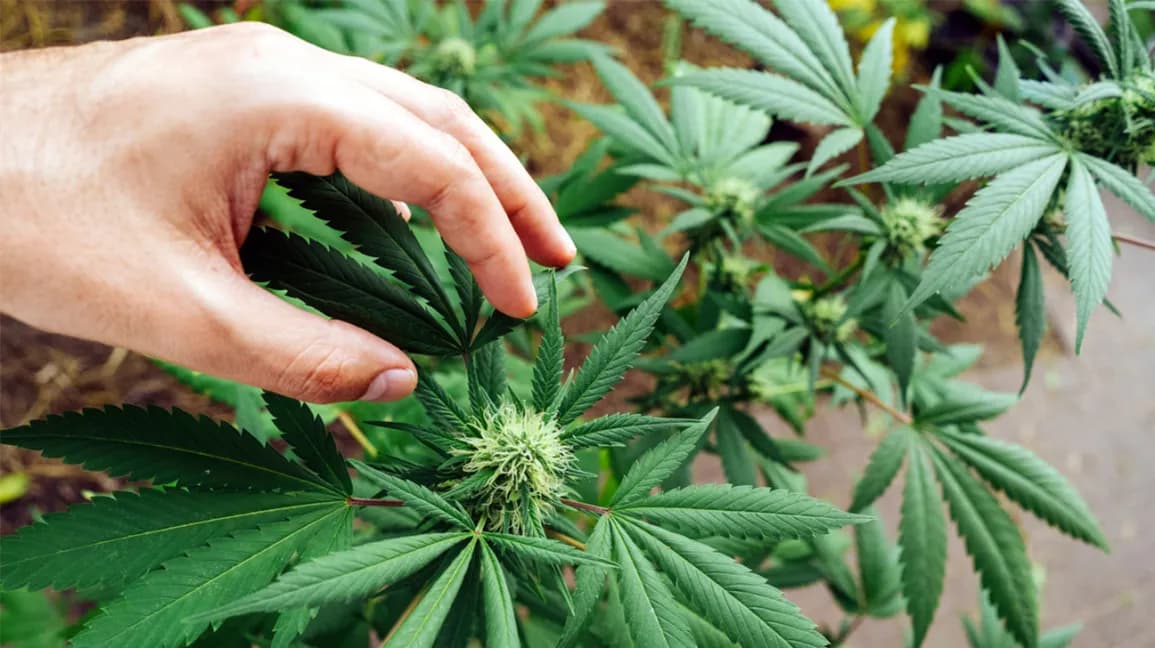 Buy Therapeutic Cannabis Products In Europe – Medical Marijuana Solutions Delivered Fast