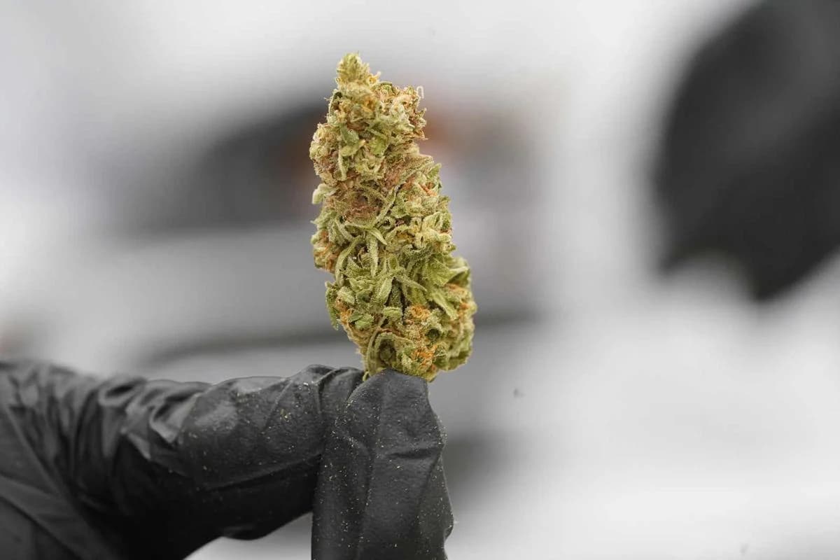 Selección premium de La Cosechera CBD flowers con small buds aromáticos, excelente presencia y precios competitivos