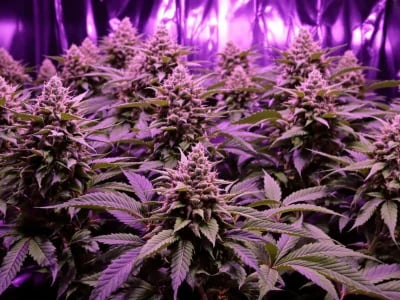 Buy Jealousy Strain Online from a Trusted Cannabis Store with Safe Home Delivery