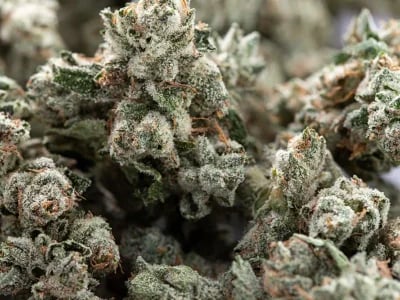 Affordable Evaluations in Lexington KY: Get Approved by a Certified Medical Cannabis Doctor Near You