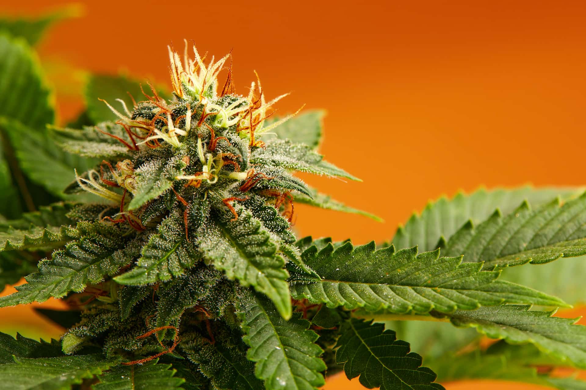 CBD OG Kush Selection: Green Leaf Store EU's Effort to Deliver the Highest Caliber
