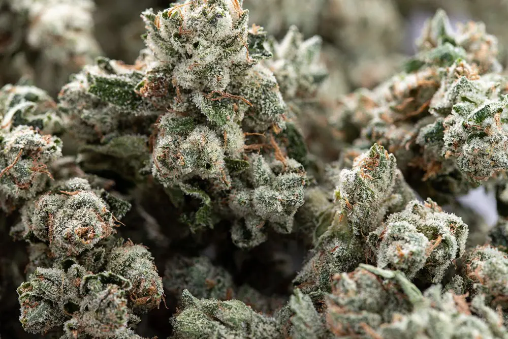 Affordable Evaluations in Lexington KY: Get Approved by a Certified Medical Cannabis Doctor Near You