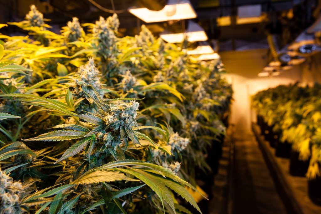 Shop CBD Products Online for Natural Daily Support
