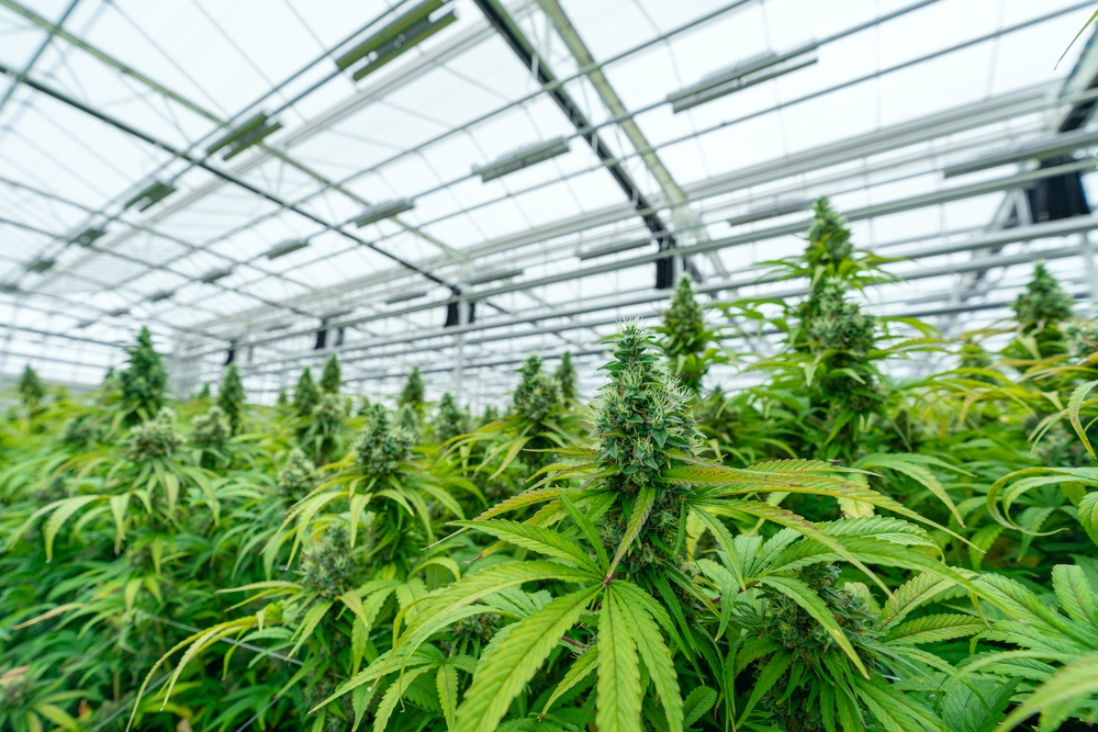Cannabis Concentrates Aussie – Research on Concentrate Popularity