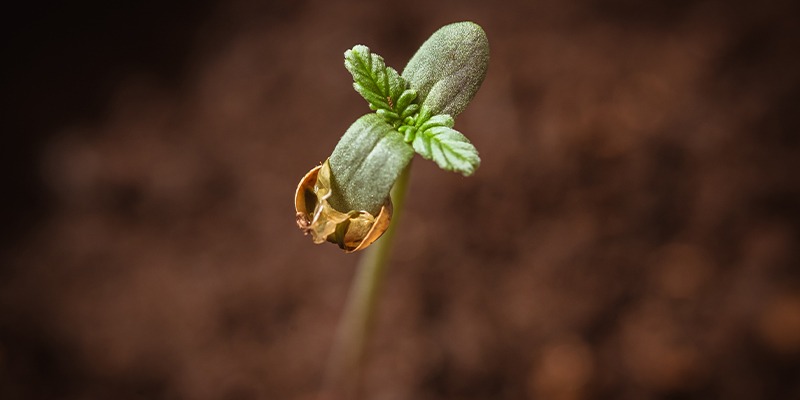 Cannabis Concentrates Aussie – Research on Concentrate Popularity